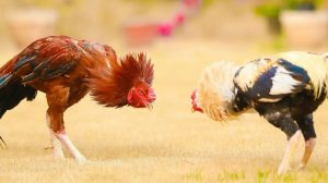Cockfighting in the Central region: Current status, challenges and prospects