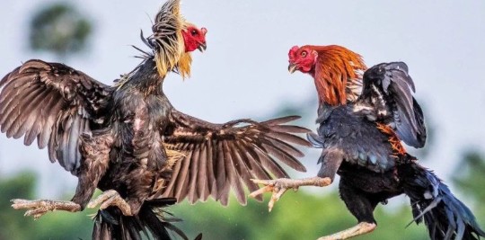 Live Cambodian Cockfighting – Irresistible Attraction for Bettors