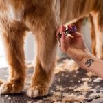 Why It's Important To Get Your Dog Regularly Groomed