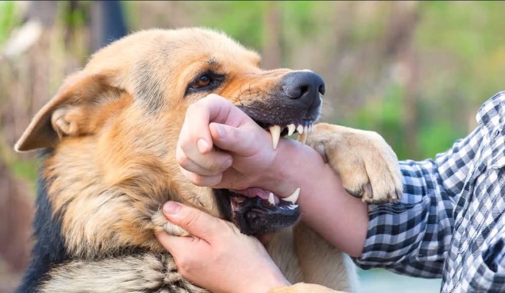 Legal Counsel's Significance In Dog Bite Cases 