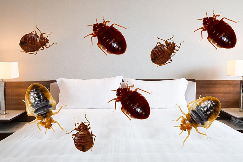 Can public transportation in large cities contribute to bed bug exposure?